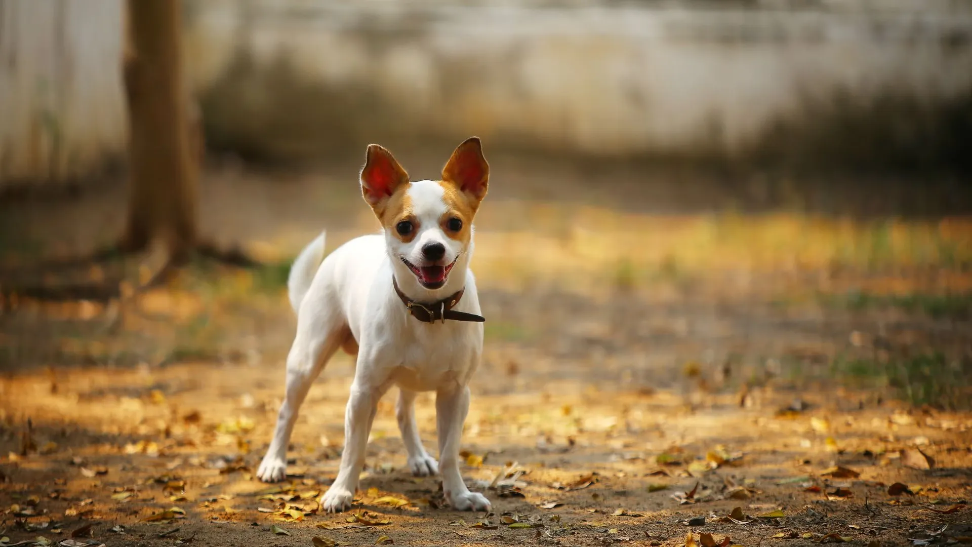 Chihuahua (Smooth Coat)